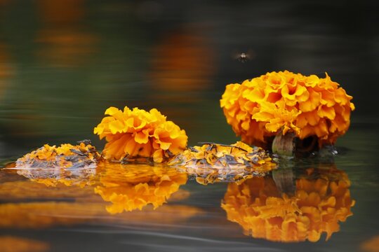 Flores de cempasuchil sobre el agua con reflejos e insectos sobrevolando 