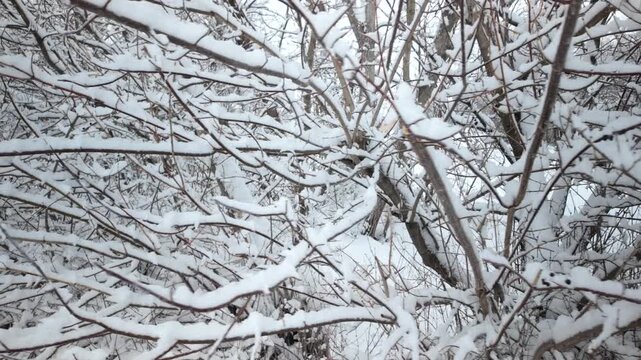 Snow Covered Bare Branches Dense Winter Woodland