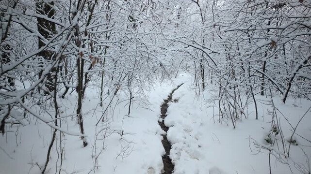 Narrow Stream Winds Through Snow Covered Woodland