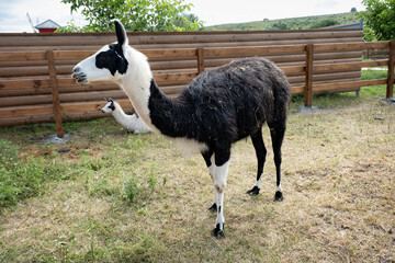 Fototapeta premium Llama Standing and Looking to the Side in Pasture