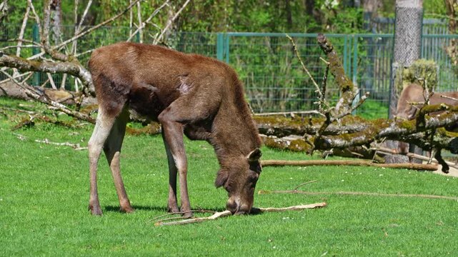 The moose or elk, Alces alces is the largest extant species in the deer family. Moose are distinguished by the broad, flat, or palmate antlers of the males.