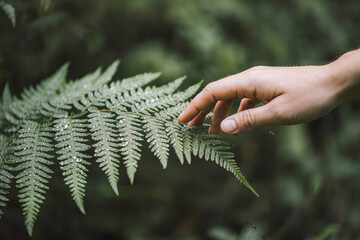 Hand gently touching a green fern leaf covered in raindrops in a lush forest, nature connection, mindfulness and eco friendly wellbeing concept © Kafi