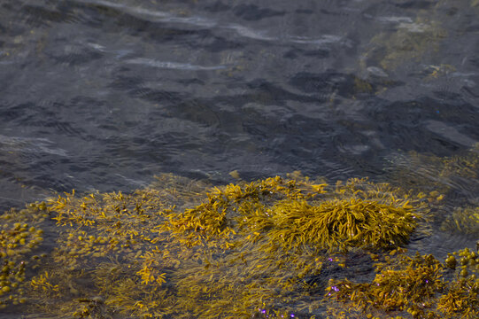 Yellow brown seaweed (Fucus vesiculosus) growing on coastal rocks washed by sea water. Marine biology, ocean tide pool flora, ecological texture.