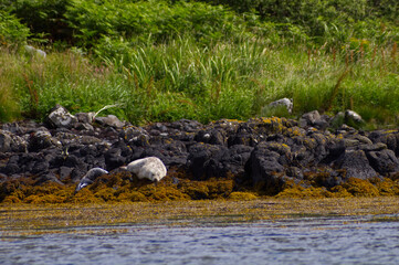 Colony of wild harbor seals (Phoca vitulina) relaxing in funny poses on dark coastal rocks covered with bright yellow seaweed At The Atlantic Coast Of The Isle Of Skye Near Dunvegan In Scotland, UK © TomKorcak