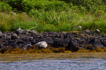 Colony of wild harbor seals (Phoca vitulina) relaxing in funny poses on dark coastal rocks covered with bright yellow seaweed At The Atlantic Coast Of The Isle Of Skye Near Dunvegan In Scotland, UK © TomKorcak