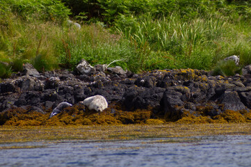 Colony of wild harbor seals (Phoca vitulina) relaxing in funny poses on dark coastal rocks covered with bright yellow seaweed At The Atlantic Coast Of The Isle Of Skye Near Dunvegan In Scotland, UK © TomKorcak