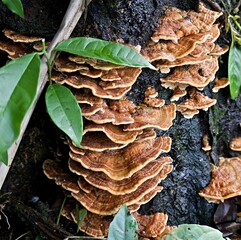 Brown bracket fungi on a tree trunk © Juan