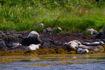 Colony of wild harbor seals (Phoca vitulina) relaxing in funny poses on dark coastal rocks covered with bright yellow seaweed At The Atlantic Coast Of The Isle Of Skye Near Dunvegan In Scotland, UK © TomKorcak