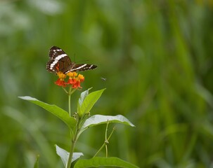 Banded peacock butterfly on tropical milkweed © Juan