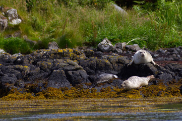Colony of wild harbor seals (Phoca vitulina) relaxing in funny poses on dark coastal rocks covered with bright yellow seaweed At The Atlantic Coast Of The Isle Of Skye Near Dunvegan In Scotland, UK © TomKorcak
