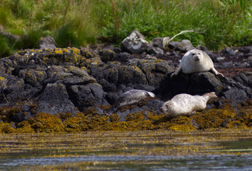 Colony of wild harbor seals (Phoca vitulina) relaxing in funny poses on dark coastal rocks covered with bright yellow seaweed At The Atlantic Coast Of The Isle Of Skye Near Dunvegan In Scotland, UK © TomKorcak