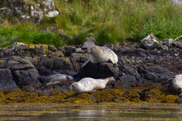 Colony of wild harbor seals (Phoca vitulina) relaxing in funny poses on dark coastal rocks covered with bright yellow seaweed At The Atlantic Coast Of The Isle Of Skye Near Dunvegan In Scotland, UK © TomKorcak