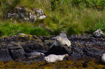 Colony of wild harbor seals (Phoca vitulina) relaxing in funny poses on dark coastal rocks covered with bright yellow seaweed At The Atlantic Coast Of The Isle Of Skye Near Dunvegan In Scotland, UK © TomKorcak