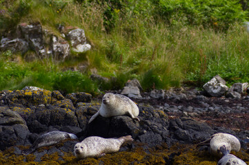 Colony of wild harbor seals (Phoca vitulina) relaxing in funny poses on dark coastal rocks covered with bright yellow seaweed At The Atlantic Coast Of The Isle Of Skye Near Dunvegan In Scotland, UK © TomKorcak