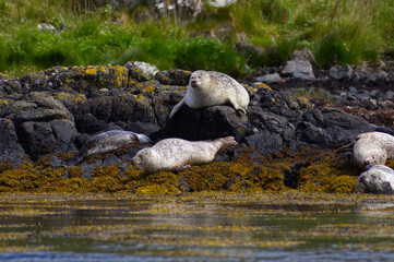 Colony of wild harbor seals (Phoca vitulina) relaxing in funny poses on dark coastal rocks covered with bright yellow seaweed At The Atlantic Coast Of The Isle Of Skye Near Dunvegan In Scotland, UK © TomKorcak