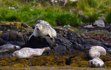 Colony of wild harbor seals (Phoca vitulina) relaxing in funny poses on dark coastal rocks covered with bright yellow seaweed At The Atlantic Coast Of The Isle Of Skye Near Dunvegan In Scotland, UK © TomKorcak
