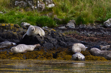 Colony of wild harbor seals (Phoca vitulina) relaxing in funny poses on dark coastal rocks covered with bright yellow seaweed At The Atlantic Coast Of The Isle Of Skye Near Dunvegan In Scotland, UK © TomKorcak