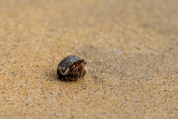 Muschelschale im Sand an einem Strand in Thailand © Christoph