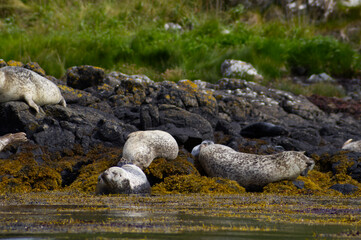 Colony of wild harbor seals (Phoca vitulina) relaxing in funny poses on dark coastal rocks covered with bright yellow seaweed At The Atlantic Coast Of The Isle Of Skye Near Dunvegan In Scotland, UK © TomKorcak