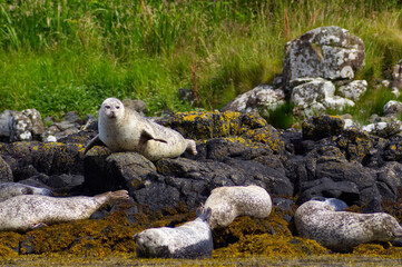 Colony of wild harbor seals (Phoca vitulina) relaxing in funny poses on dark coastal rocks covered with bright yellow seaweed At The Atlantic Coast Of The Isle Of Skye Near Dunvegan In Scotland, UK © TomKorcak