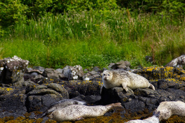 Colony of wild harbor seals (Phoca vitulina) relaxing in funny poses on dark coastal rocks covered with bright yellow seaweed At The Atlantic Coast Of The Isle Of Skye Near Dunvegan In Scotland, UK © TomKorcak