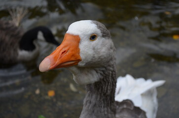 Close-up portrait of a Toulouse goose on the millpond at Forest Holidays Deerpark in Liskeard, Cornwall.  © Michael