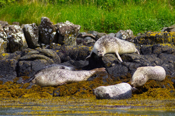 Colony of wild harbor seals (Phoca vitulina) relaxing in funny poses on dark coastal rocks covered with bright yellow seaweed At The Atlantic Coast Of The Isle Of Skye Near Dunvegan In Scotland, UK © TomKorcak