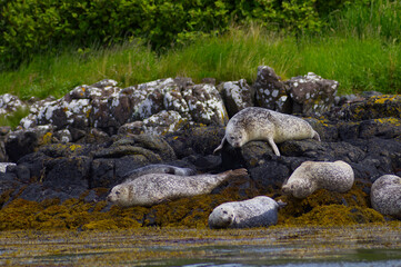 Colony of wild harbor seals (Phoca vitulina) relaxing in funny poses on dark coastal rocks covered with bright yellow seaweed At The Atlantic Coast Of The Isle Of Skye Near Dunvegan In Scotland, UK © TomKorcak