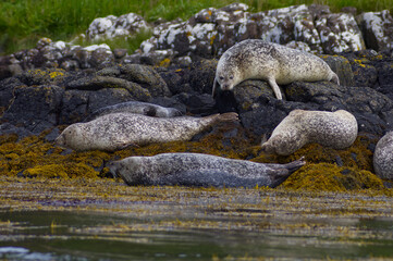 Colony of wild harbor seals (Phoca vitulina) relaxing in funny poses on dark coastal rocks covered with bright yellow seaweed At The Atlantic Coast Of The Isle Of Skye Near Dunvegan In Scotland, UK © TomKorcak
