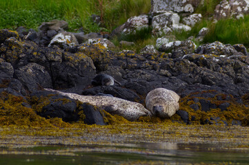 Group of wild harbor seals (Phoca vitulina) resting on a rocky coastline covered with yellow seaweed against a green grassy background. Atlantic Coast Of The Isle Of Skye Near Dunvegan In Scotland, UK © TomKorcak