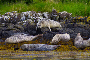 Colony of wild harbor seals (Phoca vitulina) relaxing in funny poses on dark coastal rocks covered with bright yellow seaweed At The Atlantic Coast Of The Isle Of Skye Near Dunvegan In Scotland, UK © TomKorcak