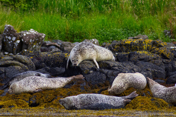Colony of wild harbor seals (Phoca vitulina) relaxing in funny poses on dark coastal rocks covered with bright yellow seaweed At The Atlantic Coast Of The Isle Of Skye Near Dunvegan In Scotland, UK © TomKorcak
