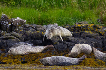 Colony of wild harbor seals (Phoca vitulina) relaxing in funny poses on dark coastal rocks covered with bright yellow seaweed At The Atlantic Coast Of The Isle Of Skye Near Dunvegan In Scotland, UK © TomKorcak
