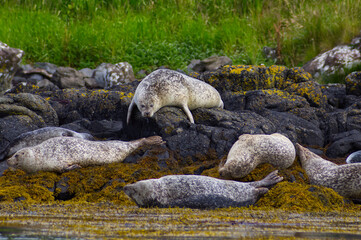 Colony of wild harbor seals (Phoca vitulina) relaxing in funny poses on dark coastal rocks covered with bright yellow seaweed At The Atlantic Coast Of The Isle Of Skye Near Dunvegan In Scotland, UK © TomKorcak