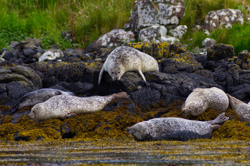 Colony of wild harbor seals (Phoca vitulina) relaxing in funny poses on dark coastal rocks covered with bright yellow seaweed At The Atlantic Coast Of The Isle Of Skye Near Dunvegan In Scotland, UK © TomKorcak