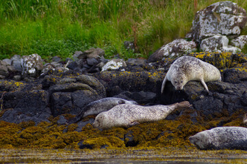Colony of wild harbor seals (Phoca vitulina) relaxing in funny poses on dark coastal rocks covered with bright yellow seaweed At The Atlantic Coast Of The Isle Of Skye Near Dunvegan In Scotland, UK © TomKorcak