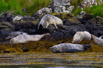 Colony of wild harbor seals (Phoca vitulina) relaxing in funny poses on dark coastal rocks covered with bright yellow seaweed At The Atlantic Coast Of The Isle Of Skye Near Dunvegan In Scotland, UK © TomKorcak