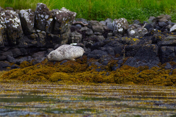 Group of wild harbor seals (Phoca vitulina) resting on a rocky coastline covered with yellow seaweed against a green grassy background. Atlantic Coast Of The Isle Of Skye Near Dunvegan In Scotland, UK © TomKorcak