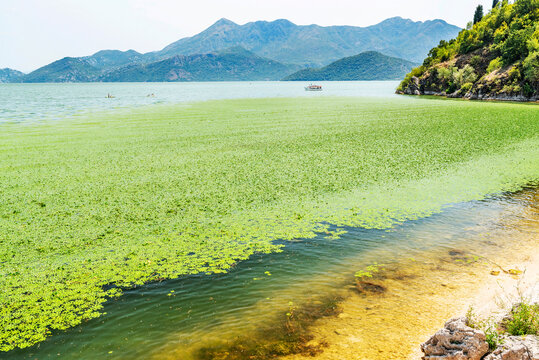 Gorgeous picturesque scene of Lake Skadar, Montenegro