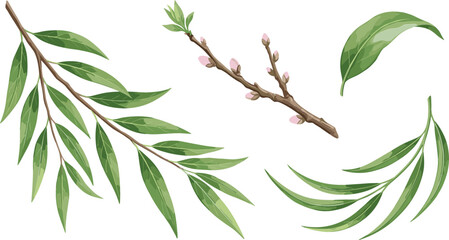 Green Willow Foliage Branch Vector Set with Spring Tree Leaves and Budding Twigs for Watercolor Style Botanical Designs and Elegant Card Backgrounds © Md ashedul Islam