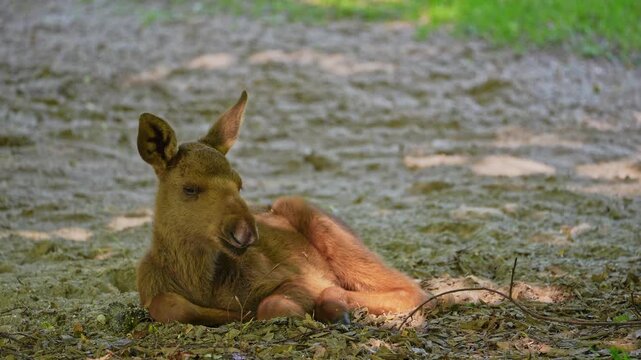 Baby of moose or elk, Alces alces is the largest extant species in the deer family. Moose are distinguished by the broad, flat, or palmate antlers of the males.