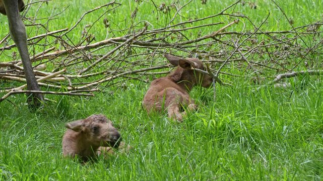 Baby of moose or elk, Alces alces is the largest extant species in the deer family. Moose are distinguished by the broad, flat, or palmate antlers of the males.