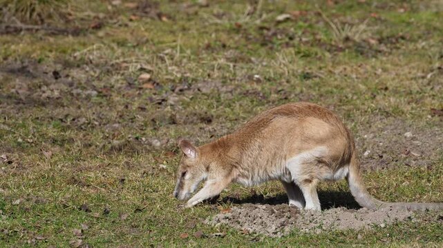 The agile wallaby, Macropus agilis also known as the sandy wallaby is a species of wallaby found in northern Australia and New Guinea.