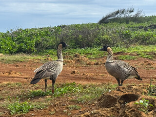 Two Hawaiian Nene Geese in Natural Coastal Habitat on Kauai, Hawaii © Micah