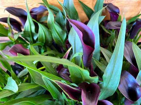 Beautiful dark purple calla lilies