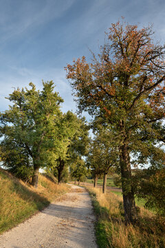 In the fall, fruit trees line a narrow path. In the background is a blue sky with clouds.