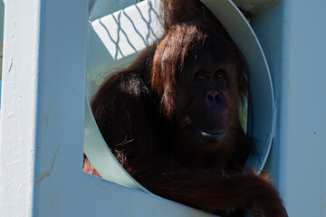 Orangutan spotted in a tower at the Smithsonian Zoo in DC © Willem