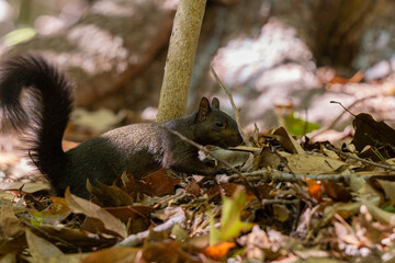 Black Squirrel at the Smithsonian Zoo © Willem