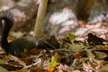 Black Squirrel at the Smithsonian Zoo © Willem