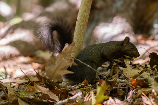 Black Squirrel at the Smithsonian Zoo